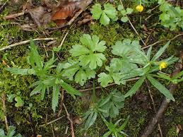 Attēlu rezultāti vaicājumam “Ranunculus auricomus”