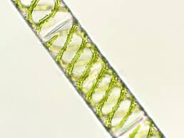 Attēlu rezultāti vaicājumam “Chlorophyta”