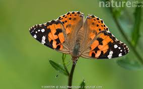 Attēlu rezultāti vaicājumam “Vanessa cardui”