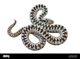 Attēlu rezultāti vaicājumam “Vipera berus”