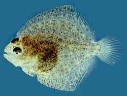 Image result for Scophthalmus maximus