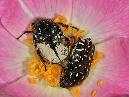 Attēlu rezultāti vaicājumam “Oxythyrea funesta”