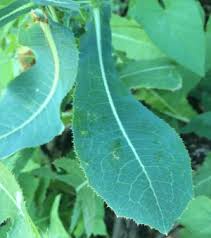 Attēlu rezultāti vaicājumam “Sonchus asper leaf”