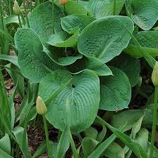 Image result for Hosta sieboldiana 'Elegans'