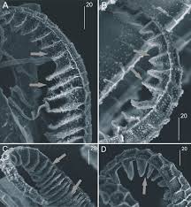 Attēlu rezultāti vaicājumam “Plagiothecium nemorale”