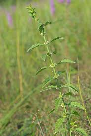 Attēlu rezultāti vaicājumam “Lycopus europaeus leaf”