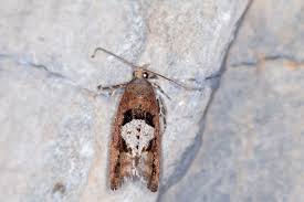 Attēlu rezultāti vaicājumam “Epinotia brunnichana”