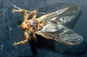 Attēlu rezultāti vaicājumam “Lipoptena cervi”