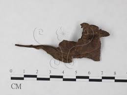 Attēlu rezultāti vaicājumam “Hymenoscyphus sp.”