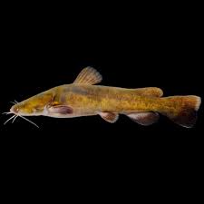 Image result for Pylodictis olivaris