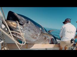 Image result for giant tuna