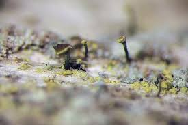 Attēlu rezultāti vaicājumam “Chaenotheca chrysocephala”