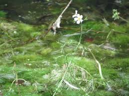 Attēlu rezultāti vaicājumam “Hottonia palustris flower”
