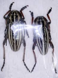 Attēlu rezultāti vaicājumam “Oxymirus cursor female”