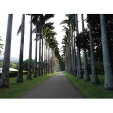 Image result for шри ланка королевский ботанический сад