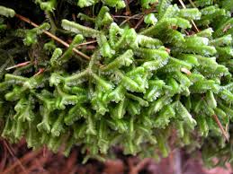 Attēlu rezultāti vaicājumam “Bazzania trilobata”