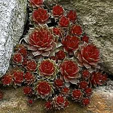 Image result for echtes Hauswurz