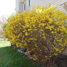 Attēlu rezultāti vaicājumam “Forsythia”