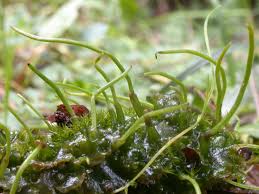 Attēlu rezultāti vaicājumam “Phaeoceros laevis subsp. carolinianus”