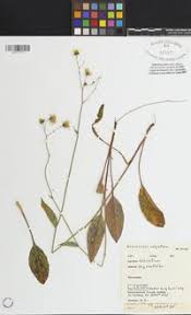 Attēlu rezultāti vaicājumam “Hieracium vulgatum leaf”