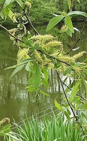 Attēlu rezultāti vaicājumam “Salix alba var. alba”