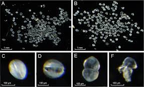 Attēlu rezultāti vaicājumam “Unio crassus”