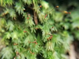 Attēlu rezultāti vaicājumam “Fissidens bryoides”