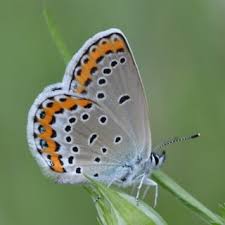 Attēlu rezultāti vaicājumam “Plebejus argyrognomon underside”