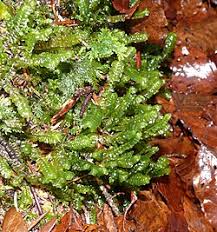 Attēlu rezultāti vaicājumam “Plagiochila porelloides”