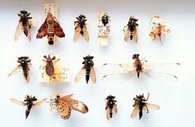 Attēlu rezultāti vaicājumam “Asilidae”