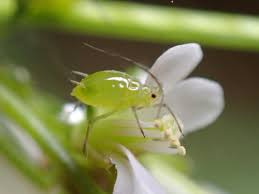 Attēlu rezultāti vaicājumam “Aphididae”