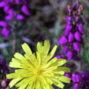 Attēlu rezultāti vaicājumam “Leontodon autumnalis  leaf”