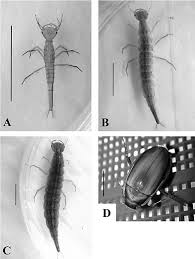 Attēlu rezultāti vaicājumam “Dytiscus sp. larva”