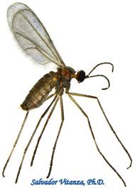 Attēlu rezultāti vaicājumam “Cecidomyiidae”