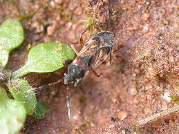 Attēlu rezultāti vaicājumam “Scolopostethus thomsoni”