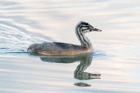 Attēlu rezultāti vaicājumam “Podiceps cristatus juvenile”