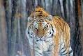 Russia's Tough Tigers - National Zoo| FONZ