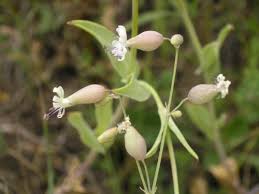 Attēlu rezultāti vaicājumam “Silene tatarica bud”