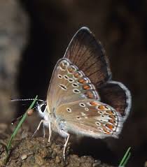 Attēlu rezultāti vaicājumam “Aricia artaxerxes”