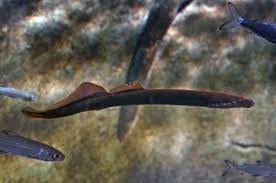 Image result for Lampetra fluviatilis