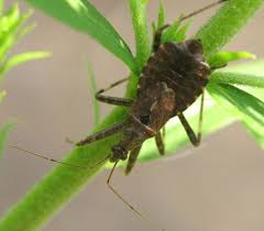 Attēlu rezultāti vaicājumam “Himacerus apterus”