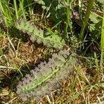 Attēlu rezultāti vaicājumam “Pedicularis sceptrum-carolinum leaf”