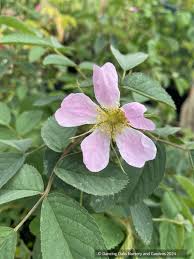 Attēlu rezultāti vaicājumam “Rosa villosa fruit”