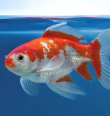 Image result for vissen