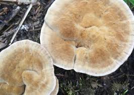 Attēlu rezultāti vaicājumam “Onnia tomentosa”