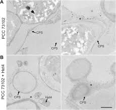 Attēlu rezultāti vaicājumam “Nostoc commune cells”