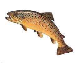 Attēlu rezultāti vaicājumam “Salmo trutta”