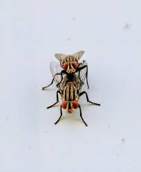 Attēlu rezultāti vaicājumam “Brachycera”