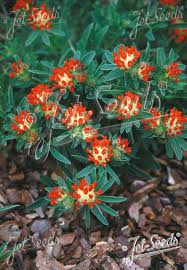Image result for Anthyllis vulneraria rubra