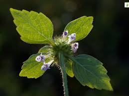 Attēlu rezultāti vaicājumam “Galeopsis tetrahit flower”